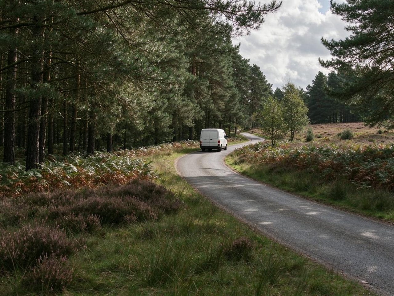 White van on a forest road through pine trees and heather on Cannock Chase near Rugeley